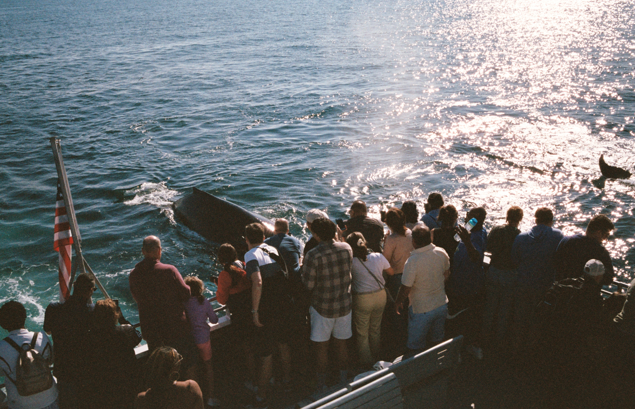 Whale Watching at Boston Harbor, 2022. Credit to June. By Konica Hexar AF & Fuji X-Tra 400.